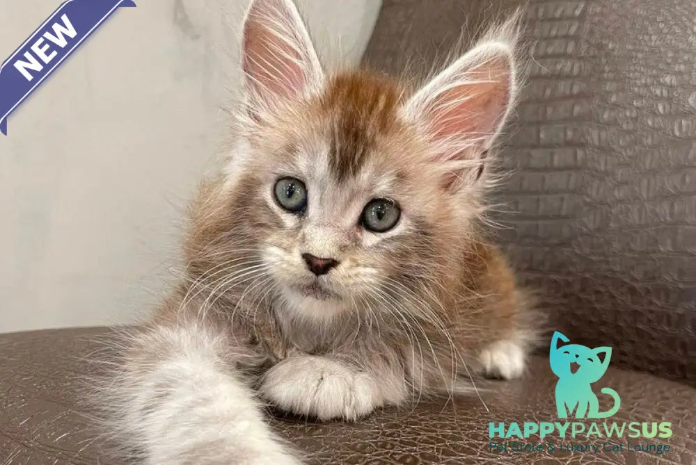 Markush Maine Coon male blue silver ticked tabby - live animals
