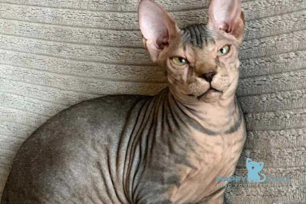 Marla Don Sphynx female black spotted tabby live animals