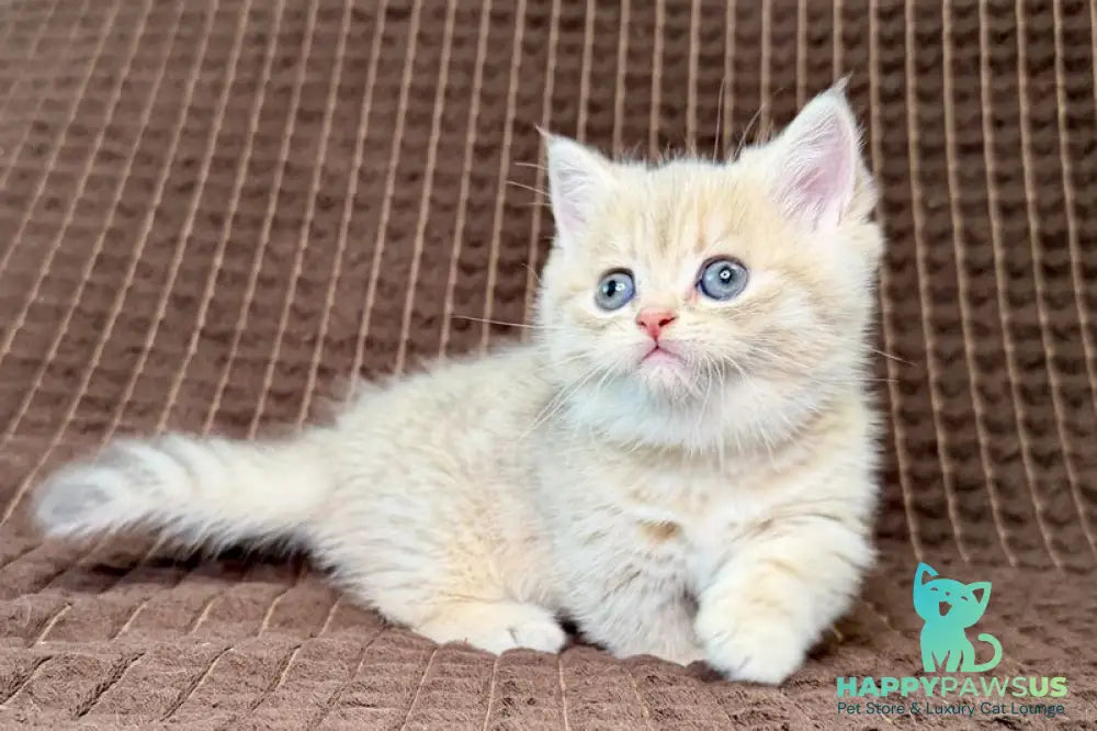 Marley Munchkin male blue golden spotted tabby - live animals