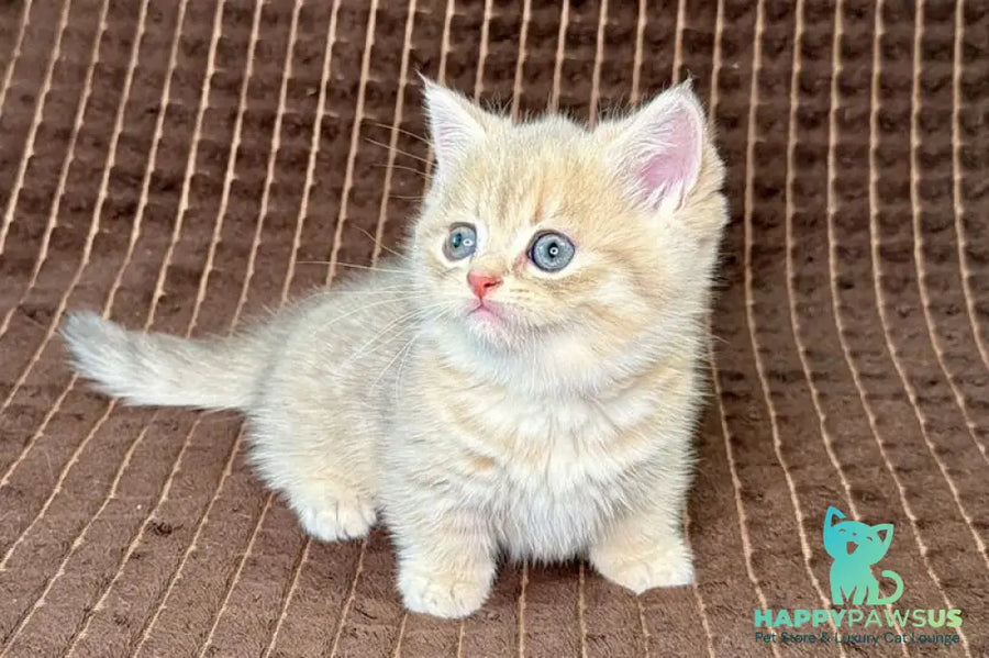 Marley Munchkin male blue golden spotted tabby - live animals