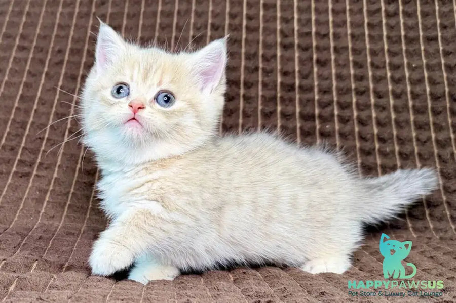 Marley Munchkin male blue golden spotted tabby - live animals