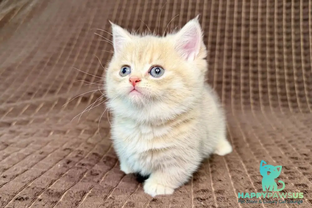 Marley Munchkin male blue golden spotted tabby - live animals