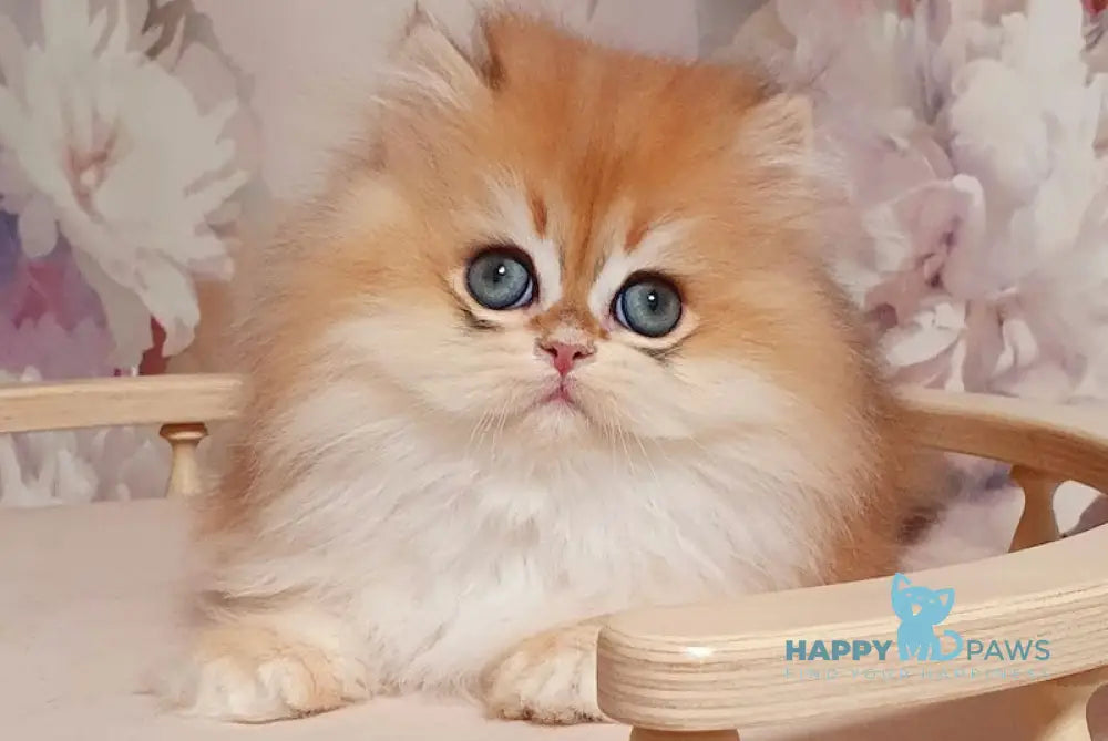 Marmelad British Longhair male black golden chinchilla live animals