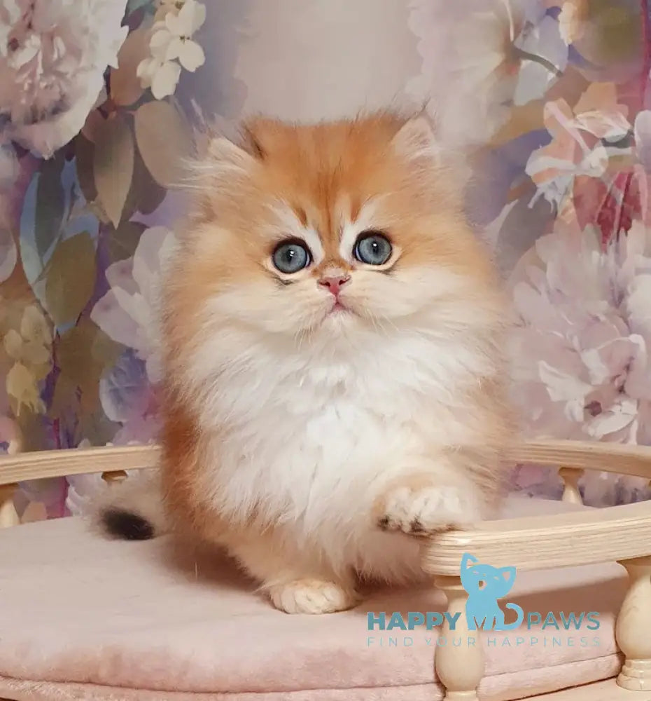 Marmelad British Longhair male black golden chinchilla live animals