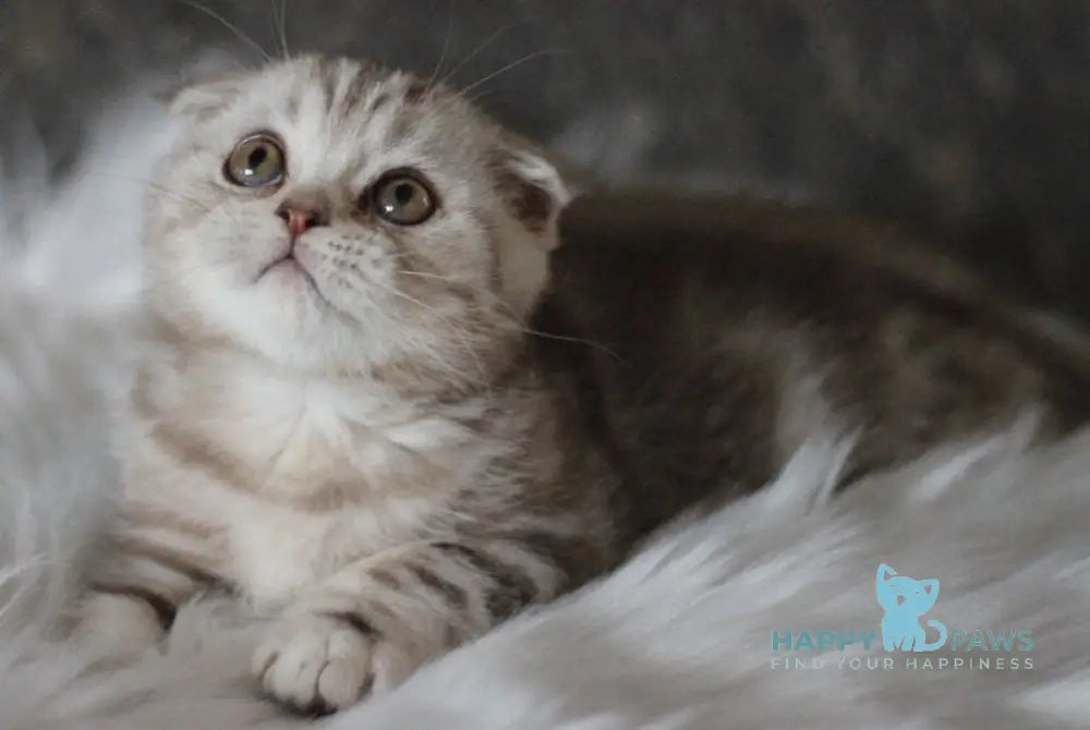 Marmelad Scottish Fold male black silver tabby live animals