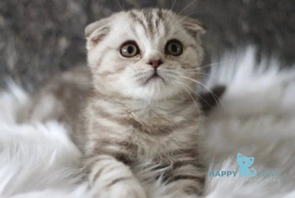 Marmelad Scottish Fold male black silver tabby live animals