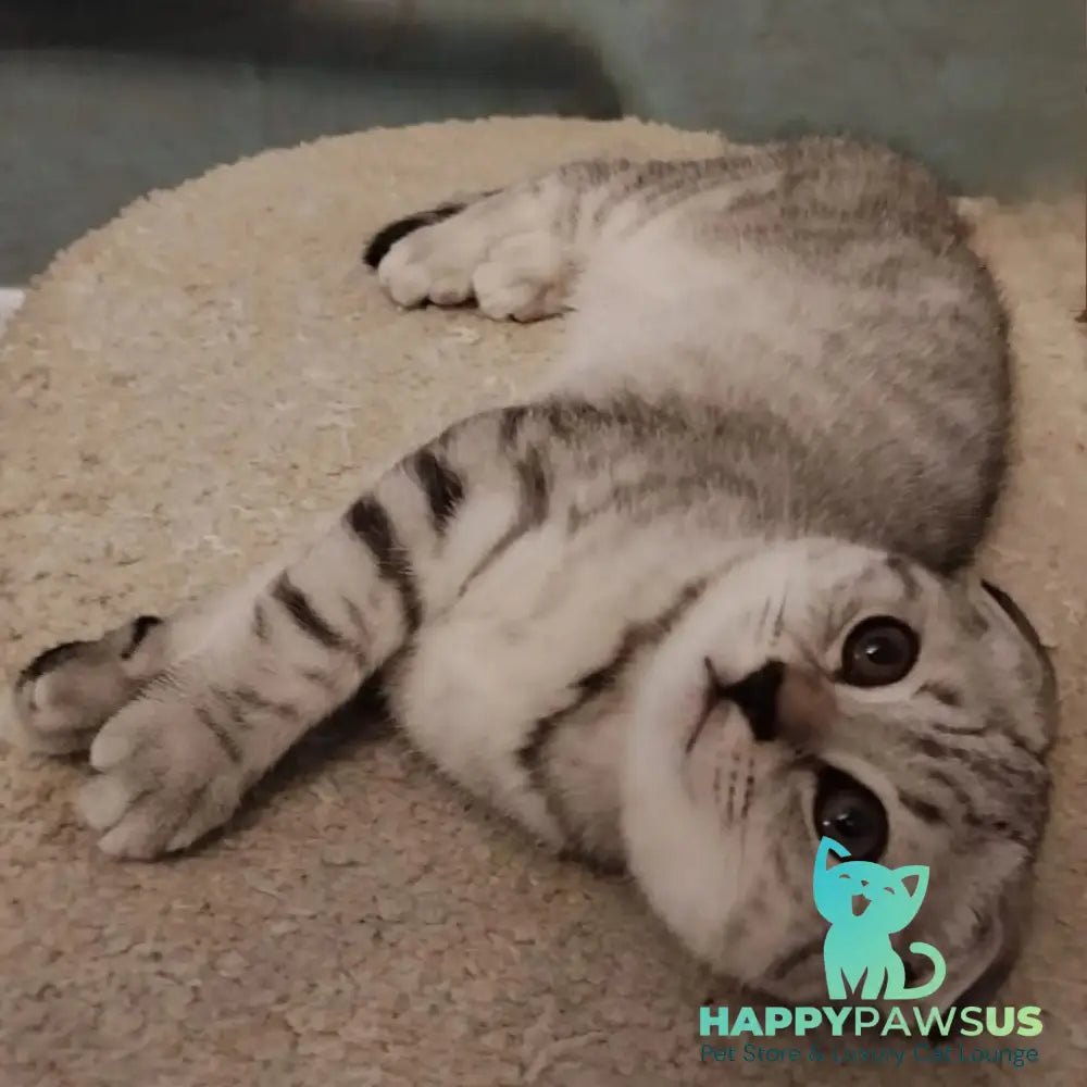 Marry Bella Scottish Fold female lilac silver spotted tabby - live animals
