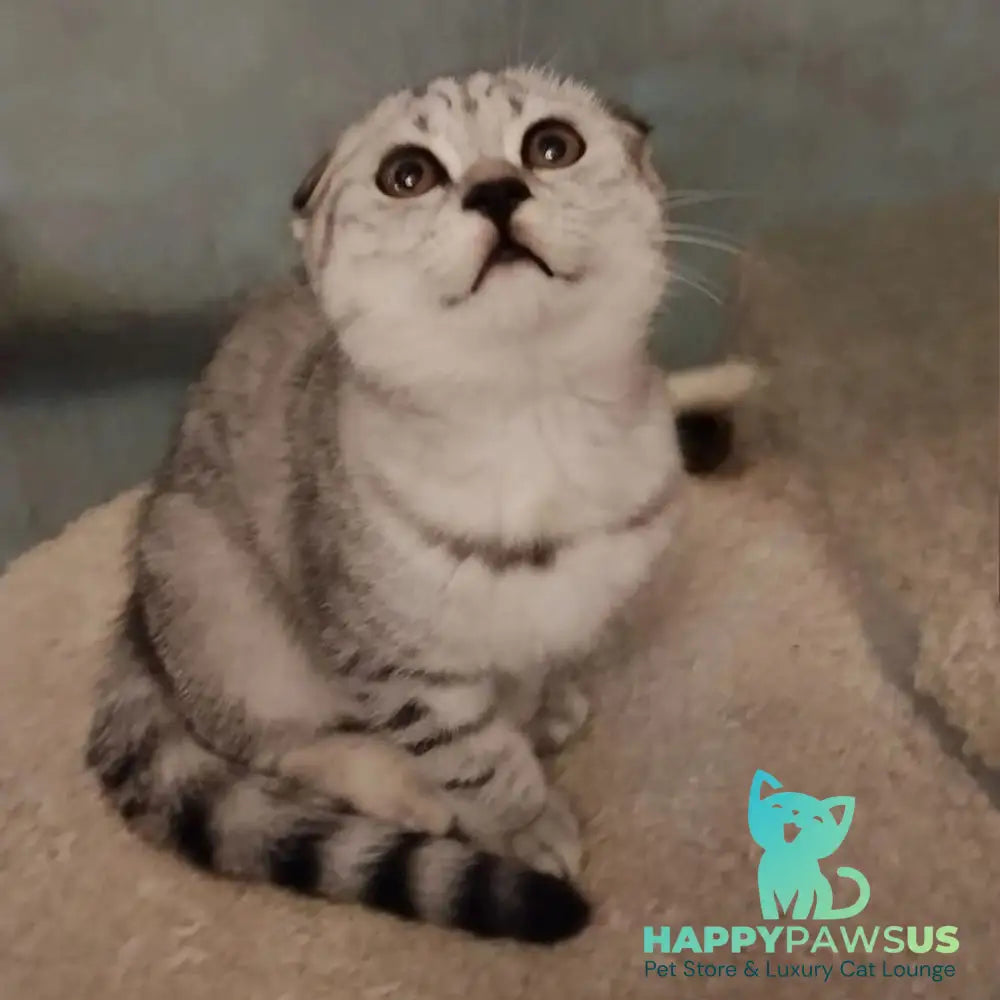 Marry Bella Scottish Fold female lilac silver spotted tabby - live animals