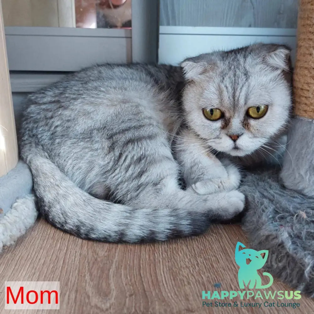 Marry Bella Scottish Fold female lilac silver spotted tabby - live animals