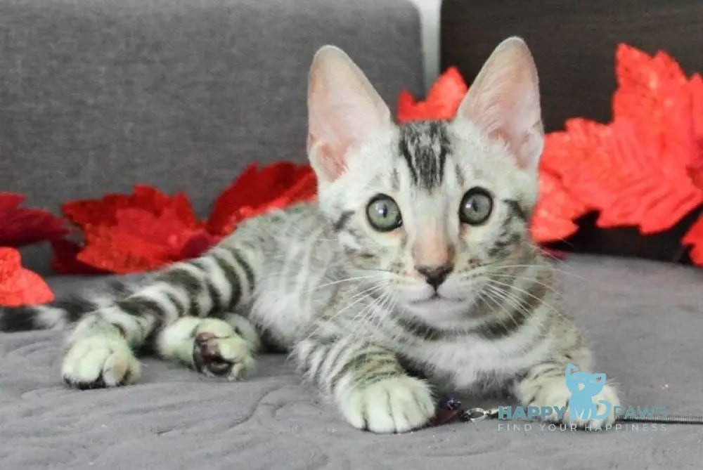Mars Bengal male black silver spotted tabby live animals