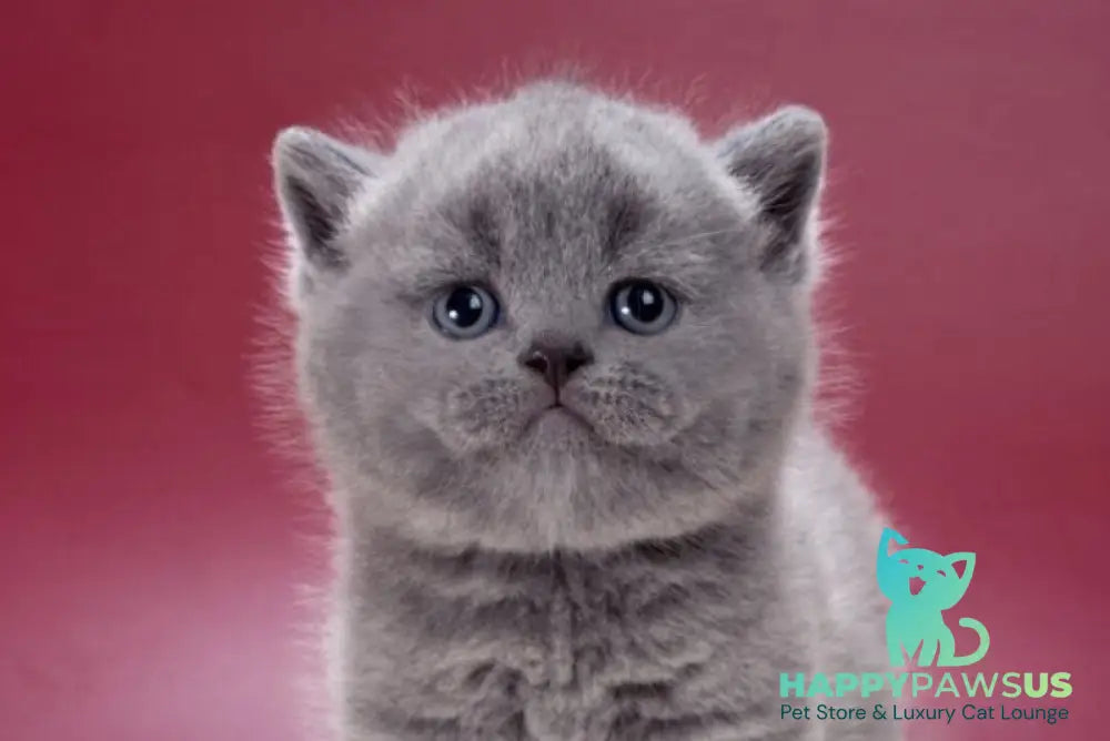 Mars British Shorthair male blue live animals