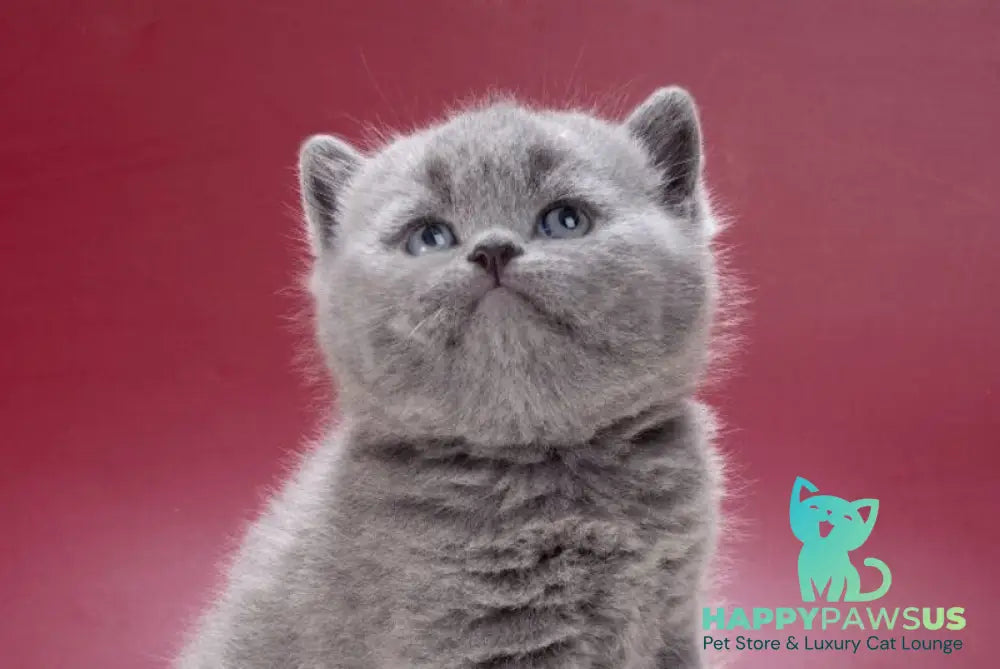 Mars British Shorthair male blue live animals
