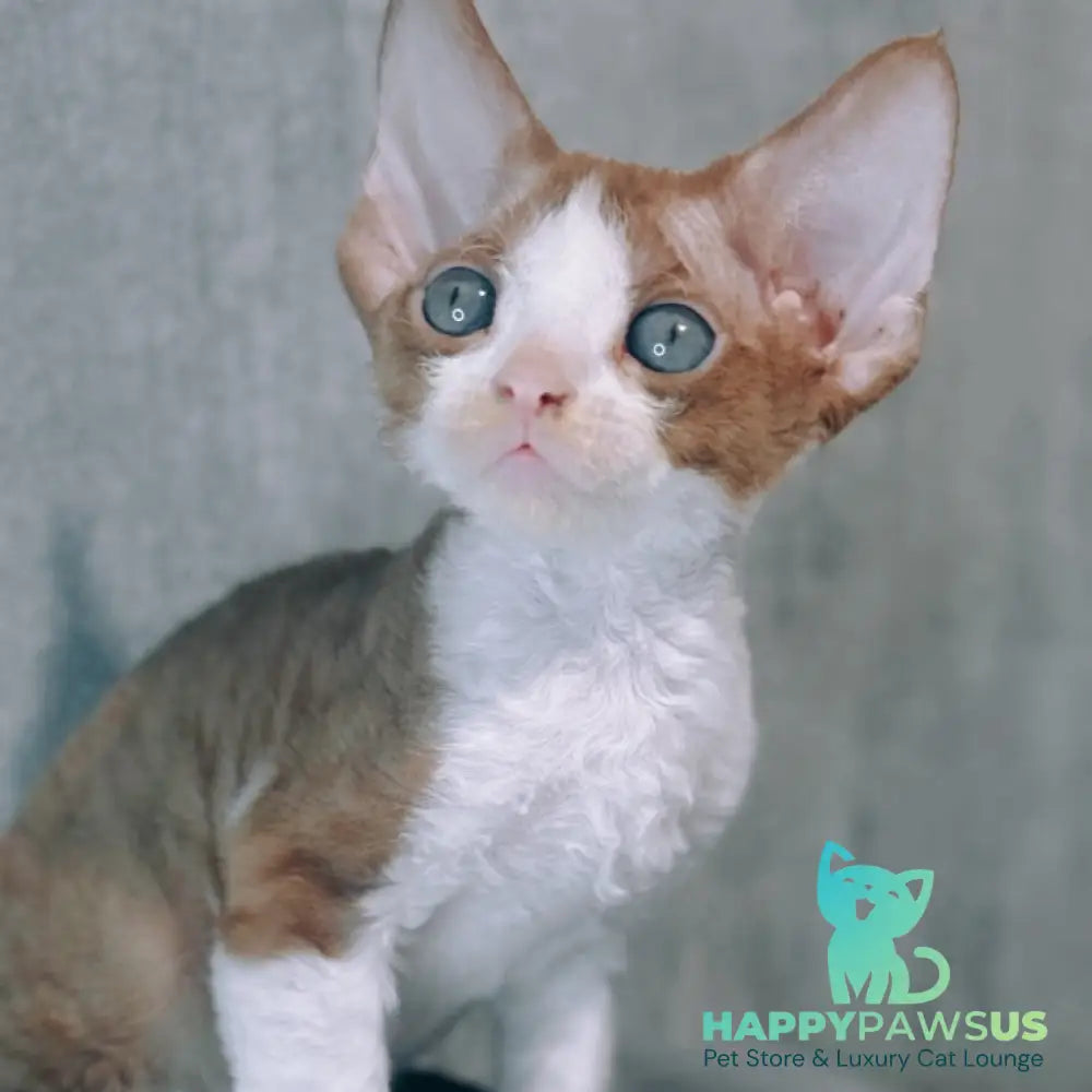 Mars Devon Rex male cinnamon bicolour - live animals