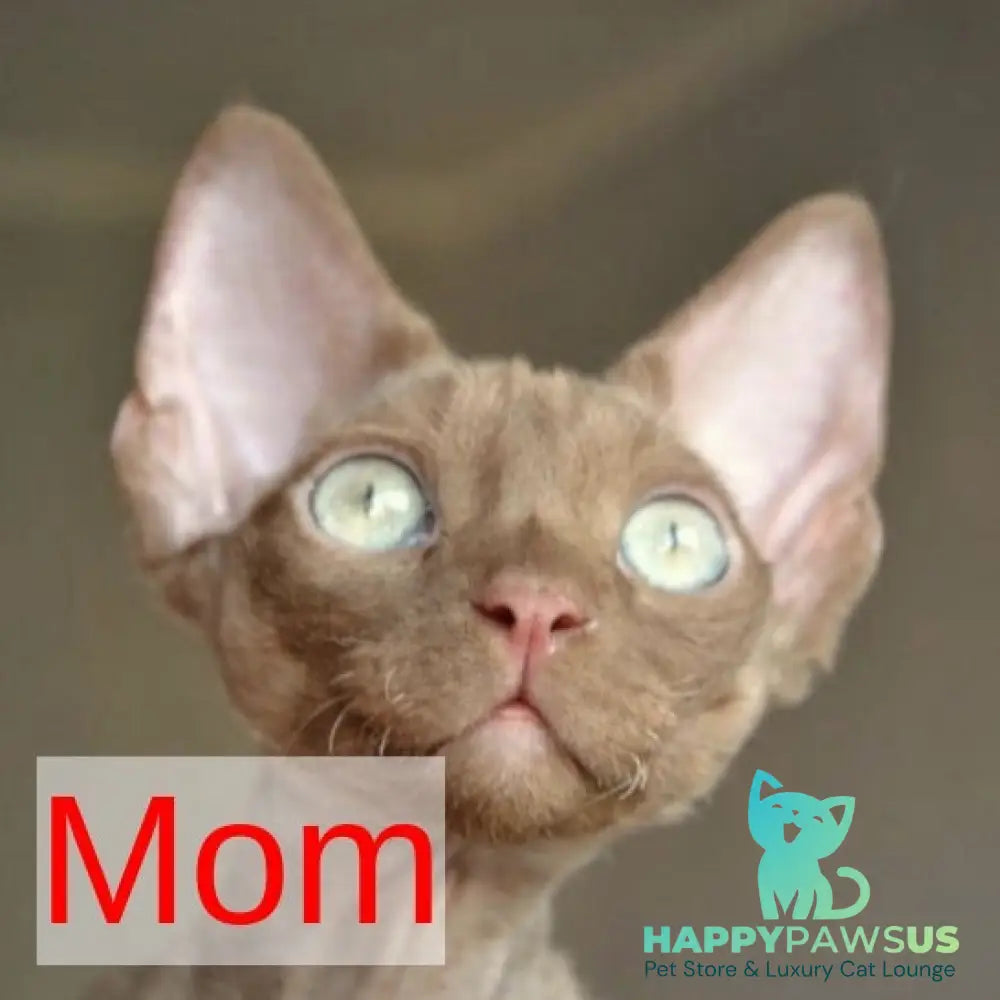 Mars Devon Rex male cinnamon bicolour - live animals