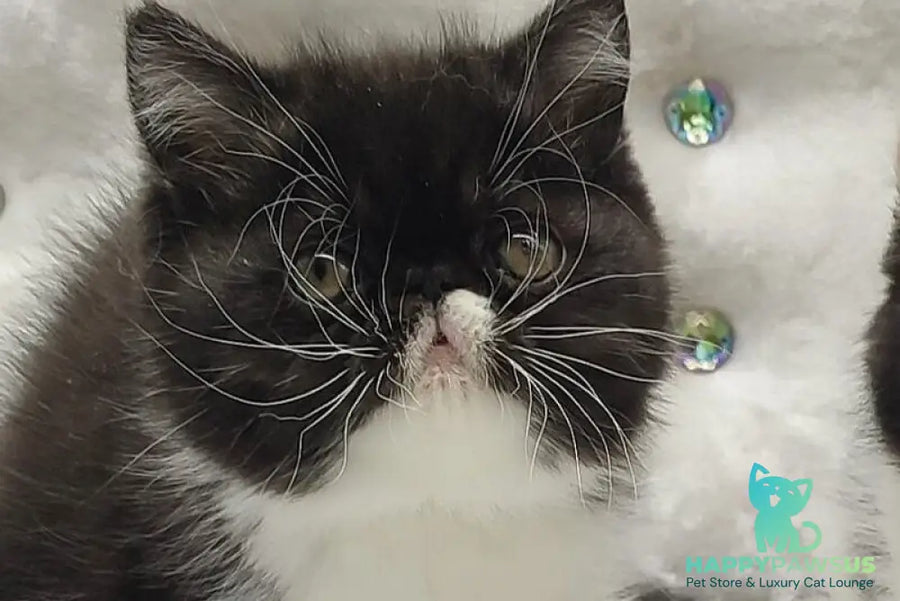 Mars Exotic male black bicolour - live animals