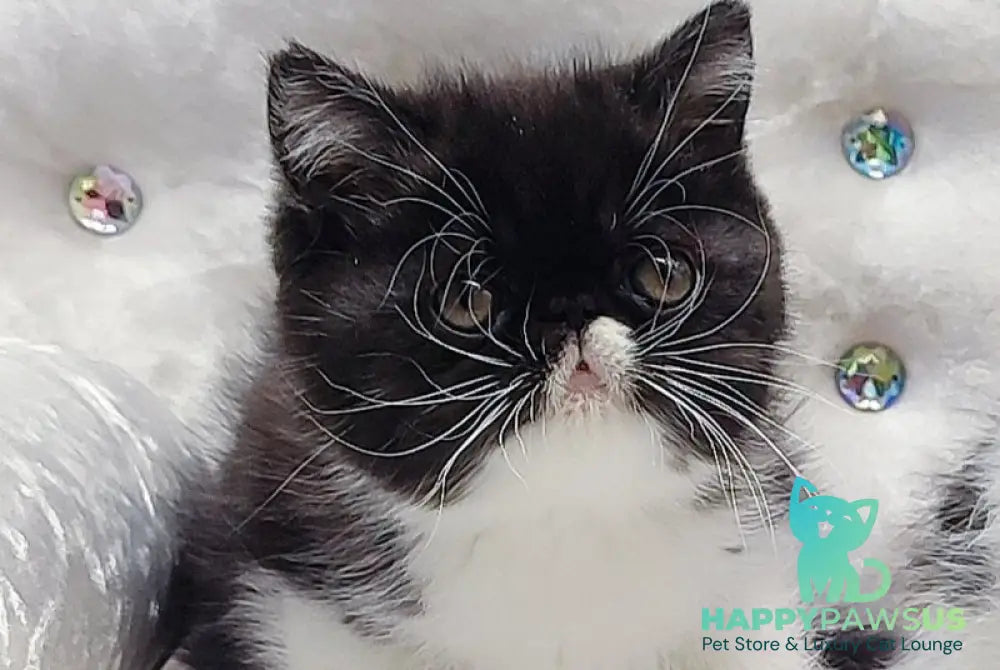 Mars Exotic male black bicolour - live animals