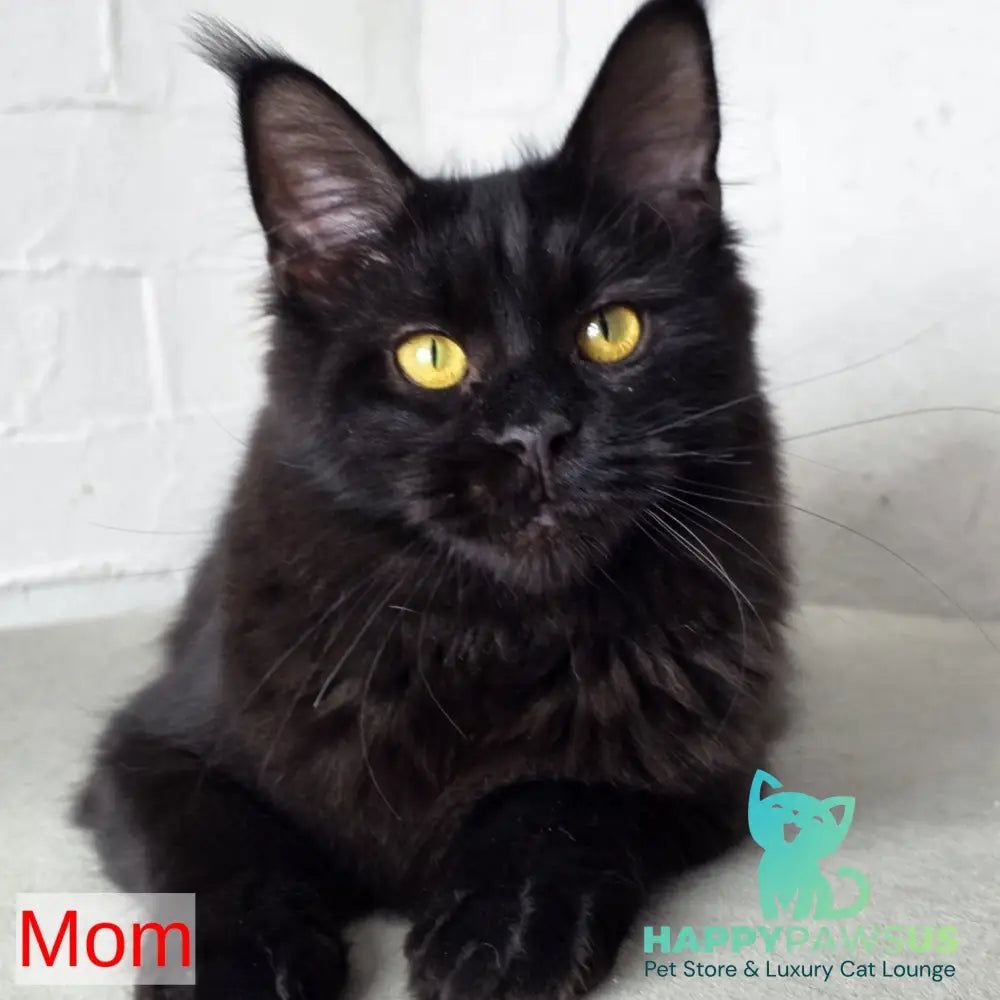 Mars Maine Coon male black - live animals
