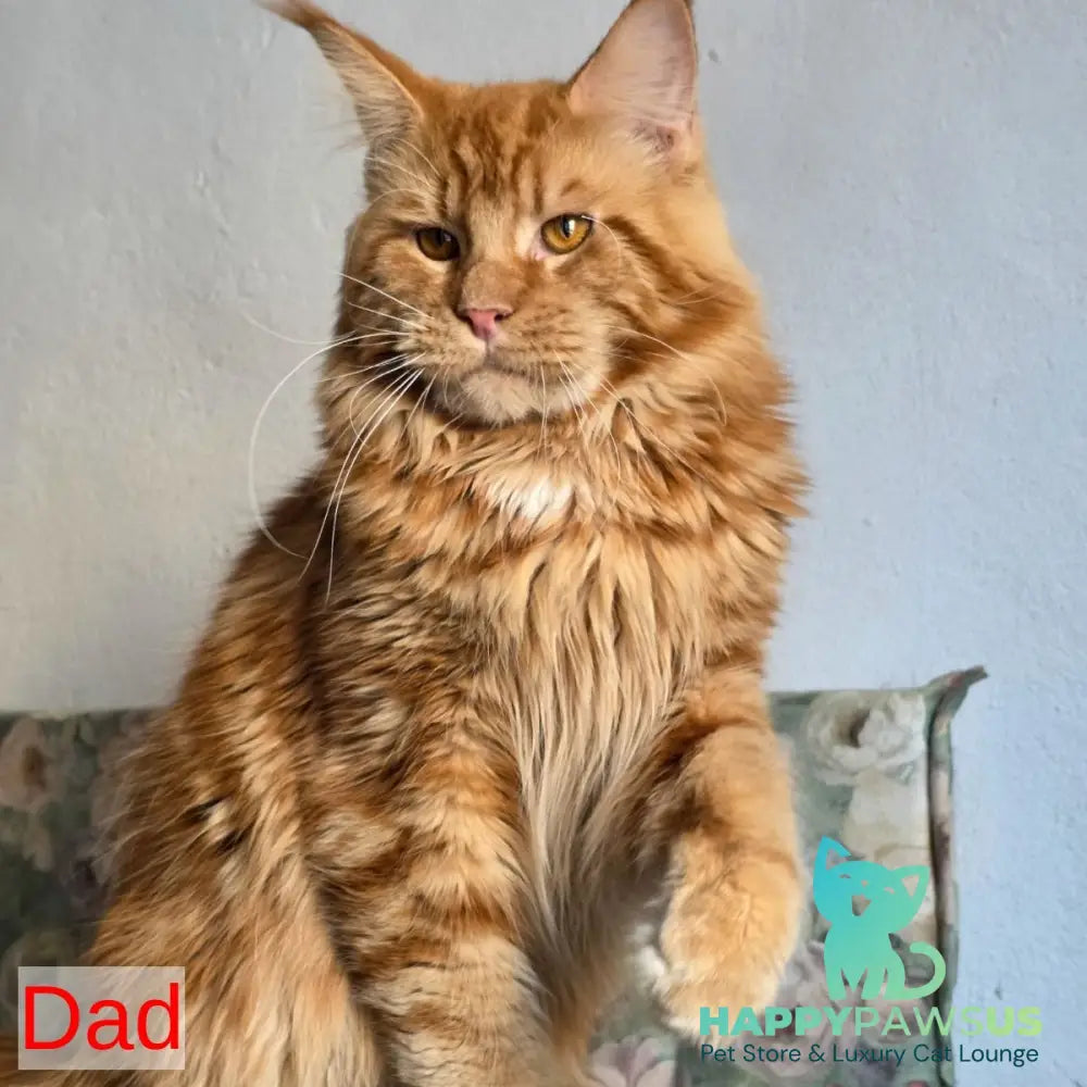 Mars Maine Coon male black - live animals