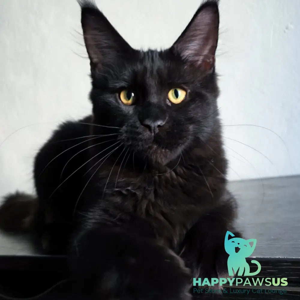 Mars Maine Coon male black - live animals