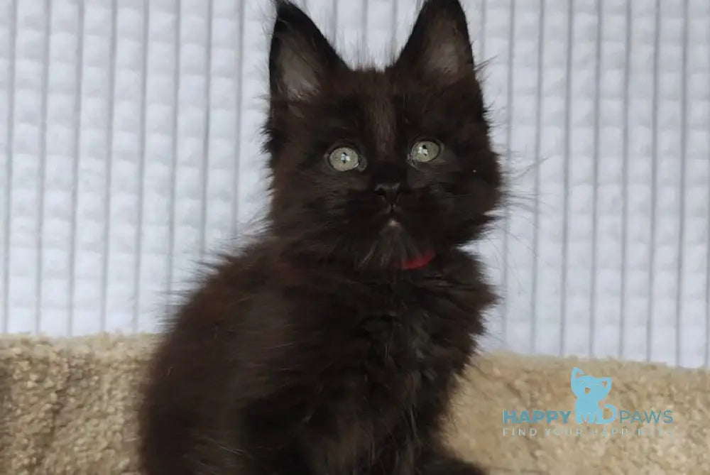 Mars Maine Coon male black live animals