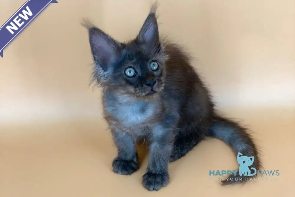 Mars Maine Coon male black silver live animals
