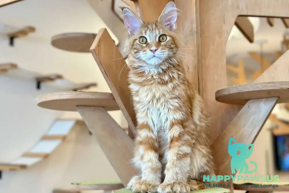 Mars Maine Coon polydactyl male red tabby - live animals