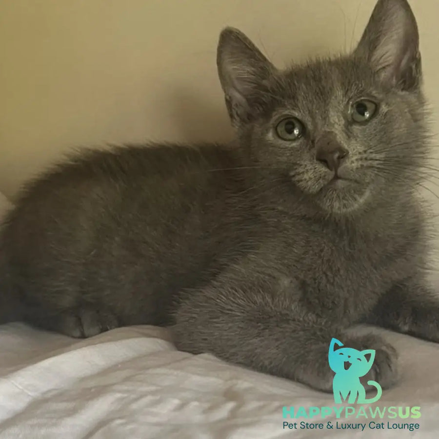 Mars Russian Blue male blue - live animals