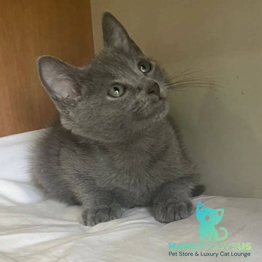 Mars Russian Blue male blue - live animals