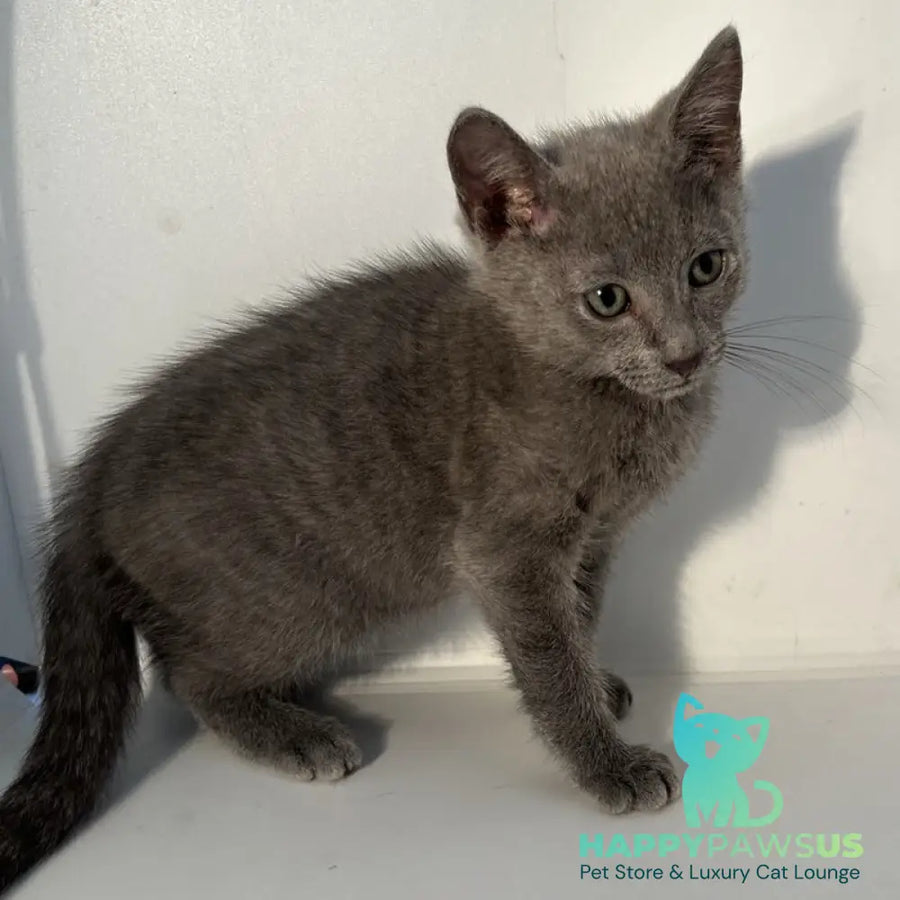 Mars Russian Blue male blue - live animals