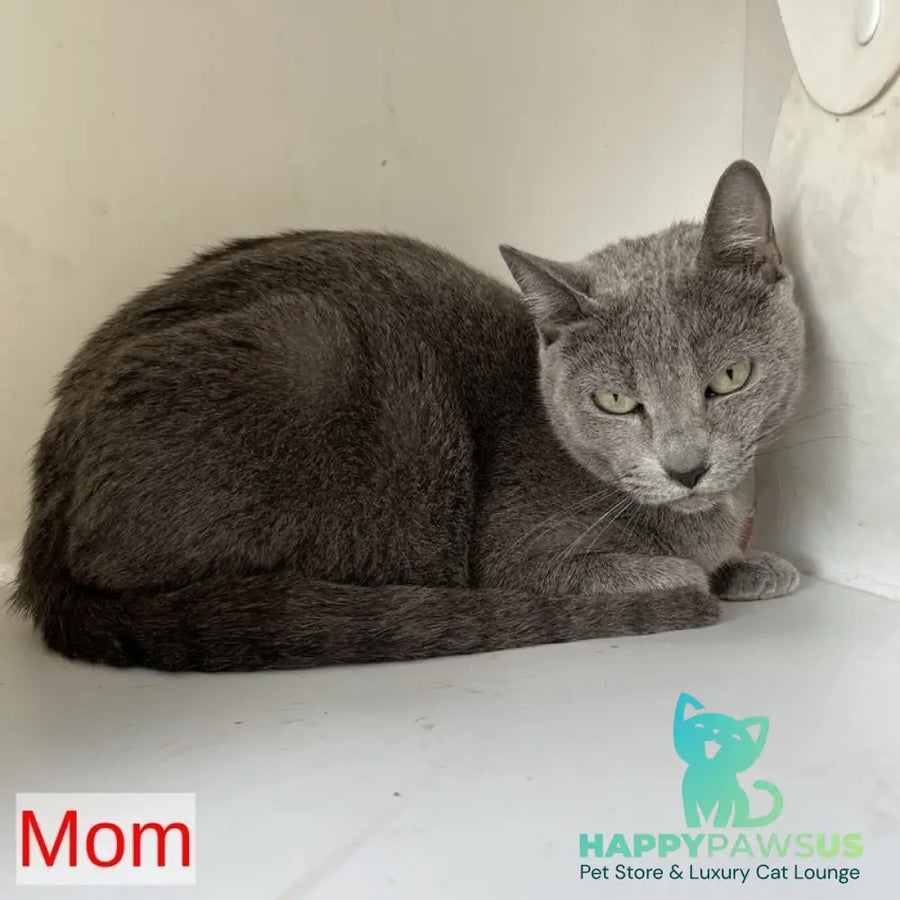 Mars Russian Blue male blue - live animals