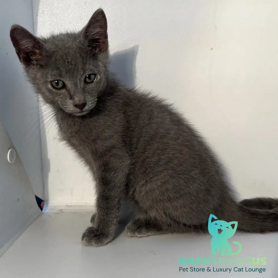 Mars Russian Blue male blue - live animals