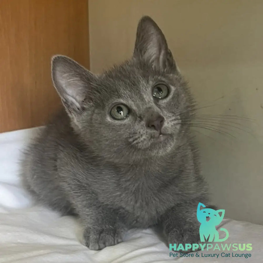 Mars Russian Blue male blue - live animals