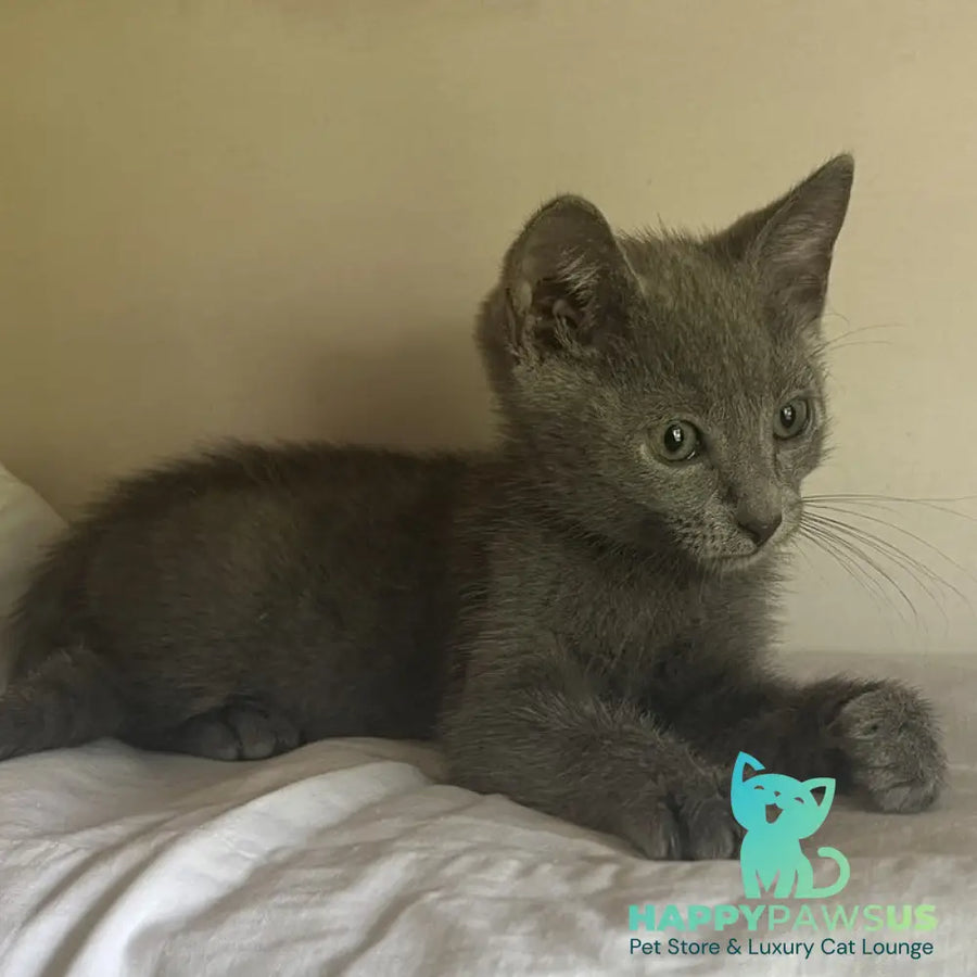 Mars Russian Blue male blue - live animals