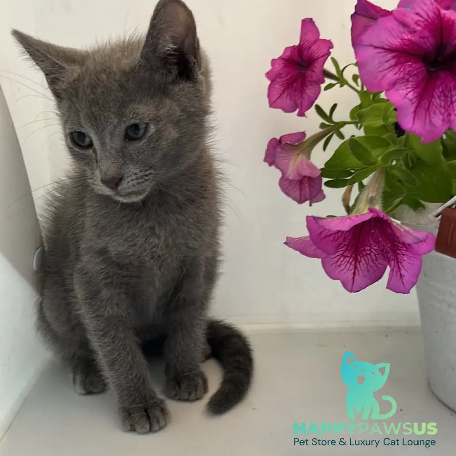 Mars Russian Blue male blue - live animals