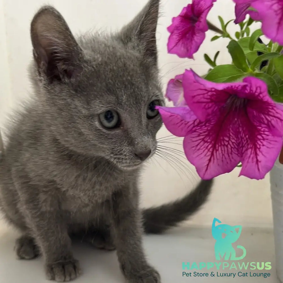 Mars Russian Blue male blue - live animals
