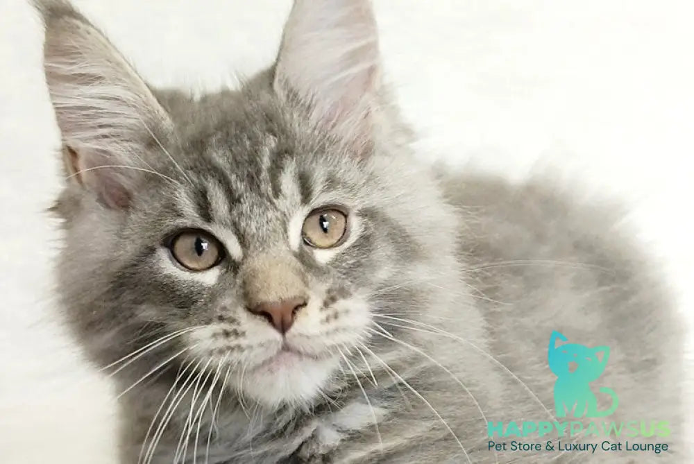Marseilles Maine Coon male blue silver tabby live animals