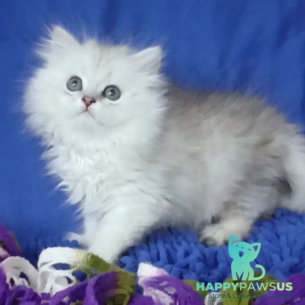Marsel British Longhair male black silver shaded - live animals