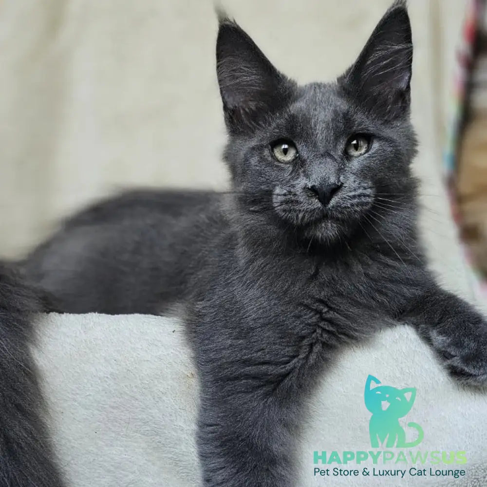 Marsel Maine Coon male blue - live animals