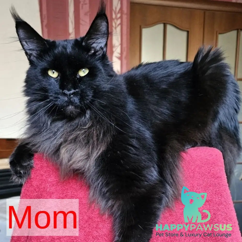 Marsel Maine Coon male blue - live animals