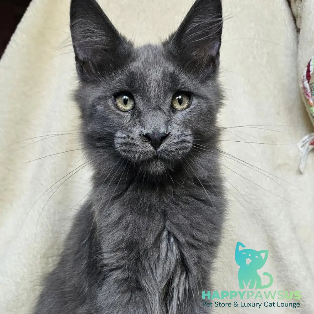 Marsel Maine Coon male blue - live animals