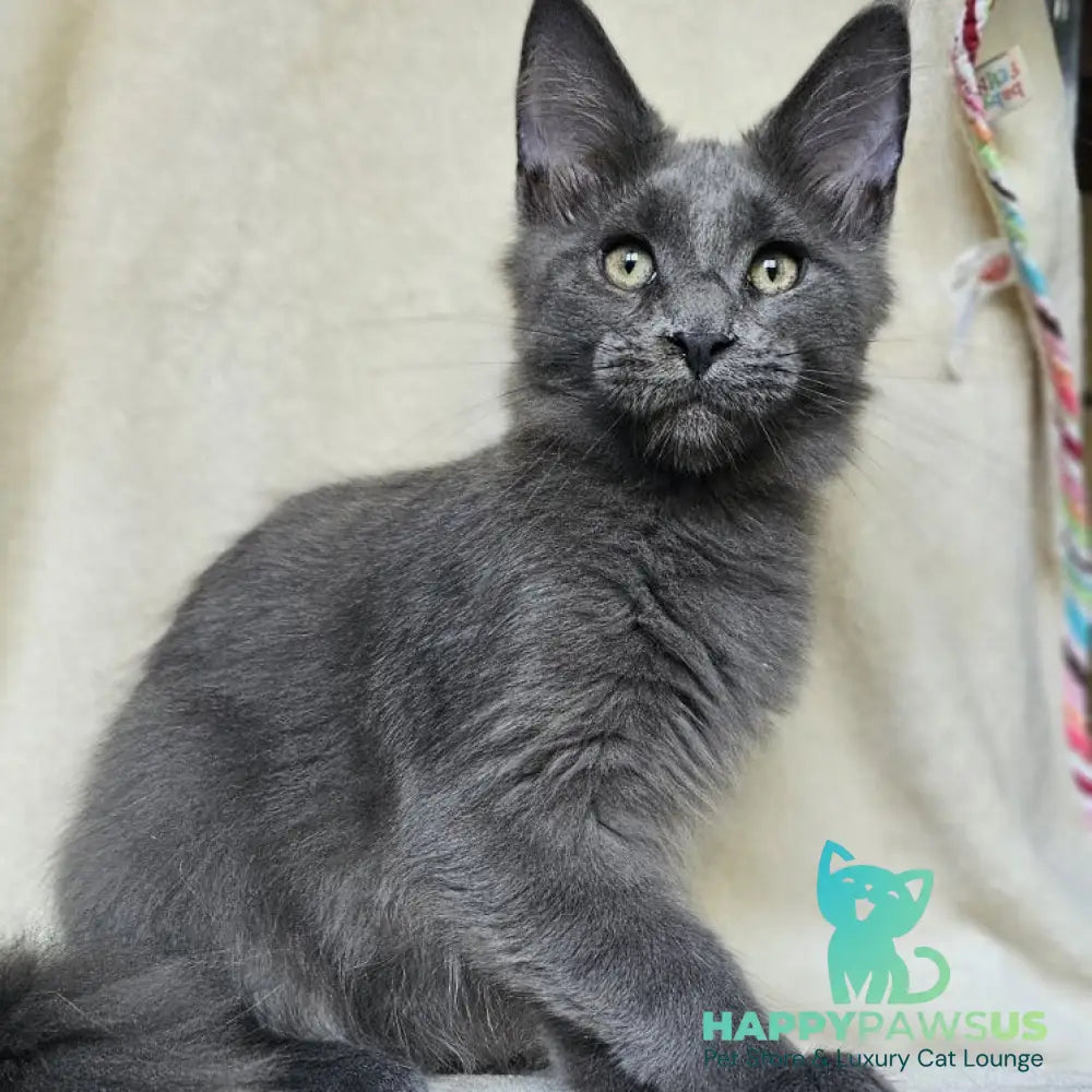 Marsel Maine Coon male blue - live animals