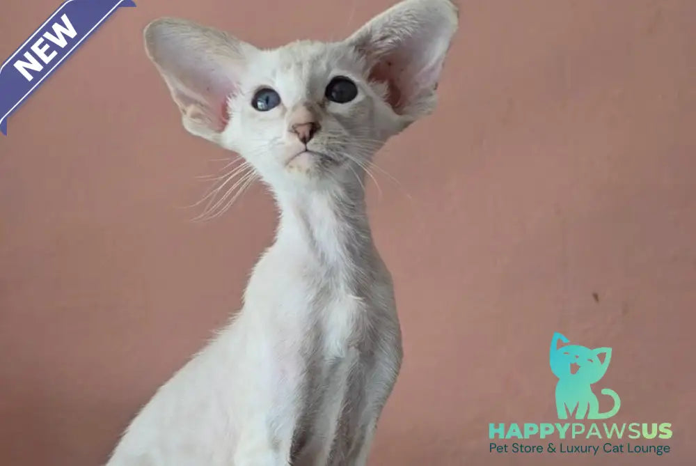 Marsha Siamese female lilac - live animals