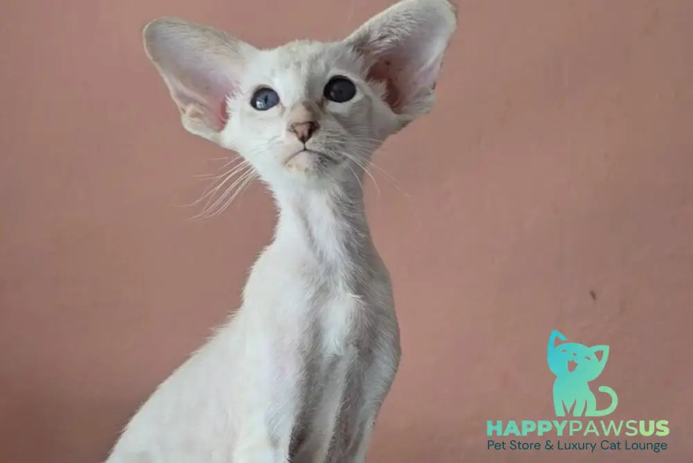 Marsha Siamese female lilac - live animals