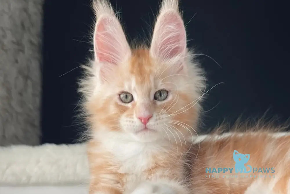 Leo Maine Coon male red silver with white live animals