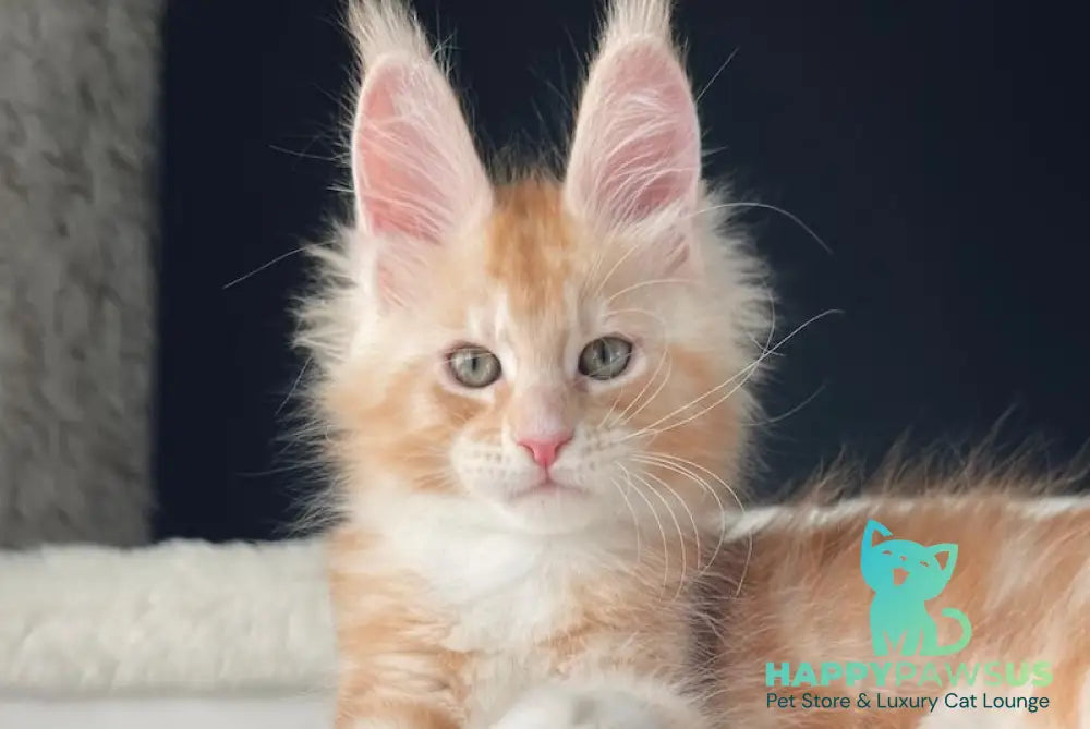 Leo Maine Coon male red silver with white live animals