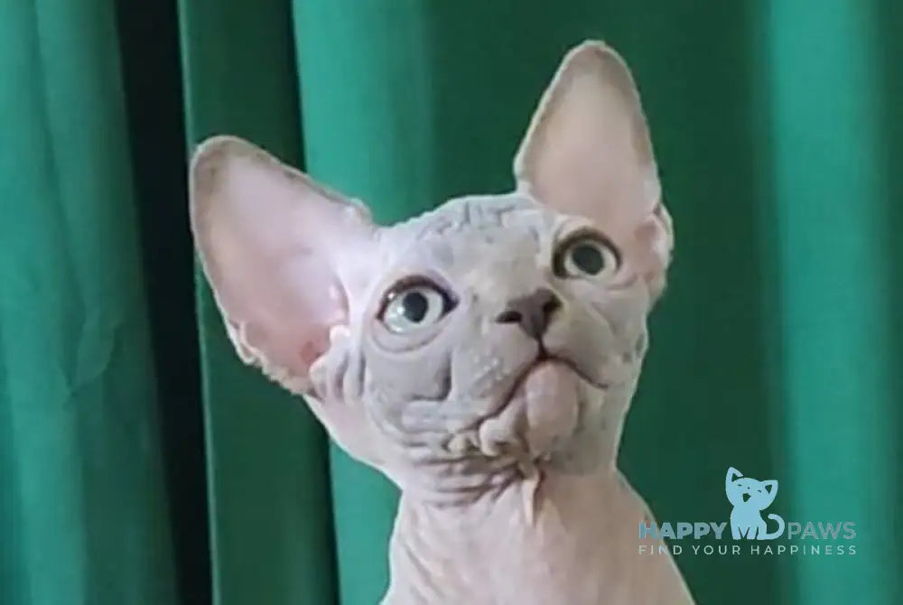 Marshall Canadian Sphynx male blue live animals