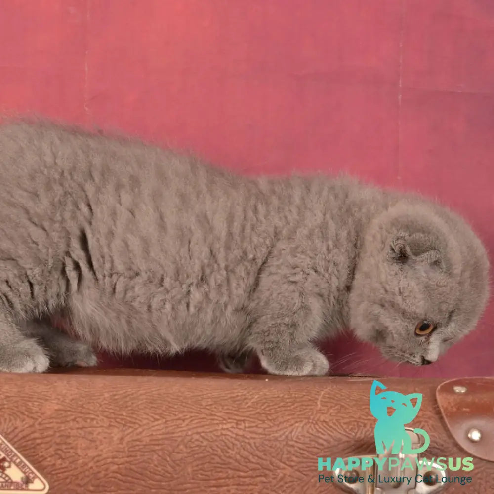 Marshmellow Munchkin male blue - live animals