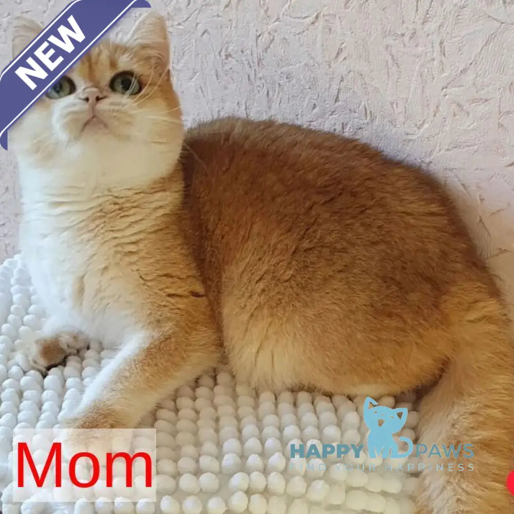 Marsi British Shorthair male black golden chinchilla - live animals