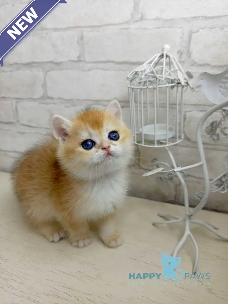 Marsi British Shorthair male black golden chinchilla - live animals
