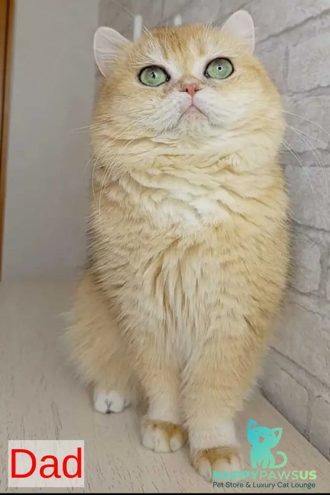 Marsi British Shorthair male black golden chinchilla - live animals
